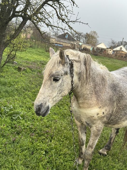 Продається кобила віком 9 років
