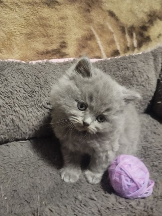 Британські вісловухі малюки готові до люблячої сім'ї