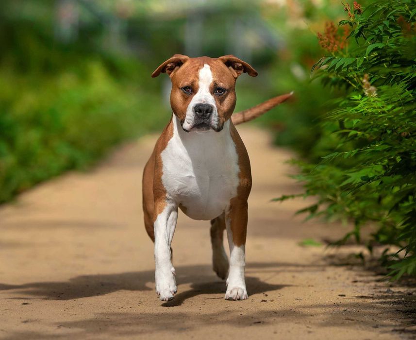 Amstaff SAMIEC Rudo-Biały!