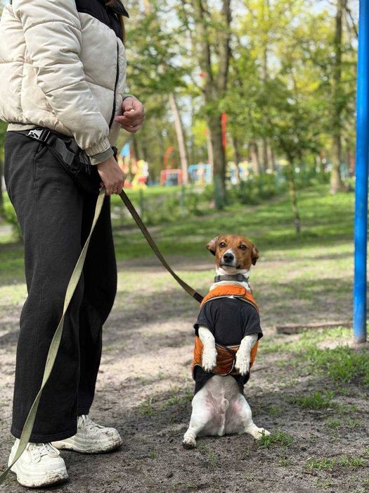 Групові заняття для собак майданчик