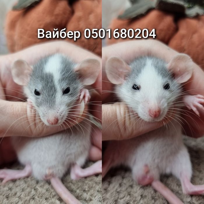 Крыса дамбо ушки голубые крысята доставка