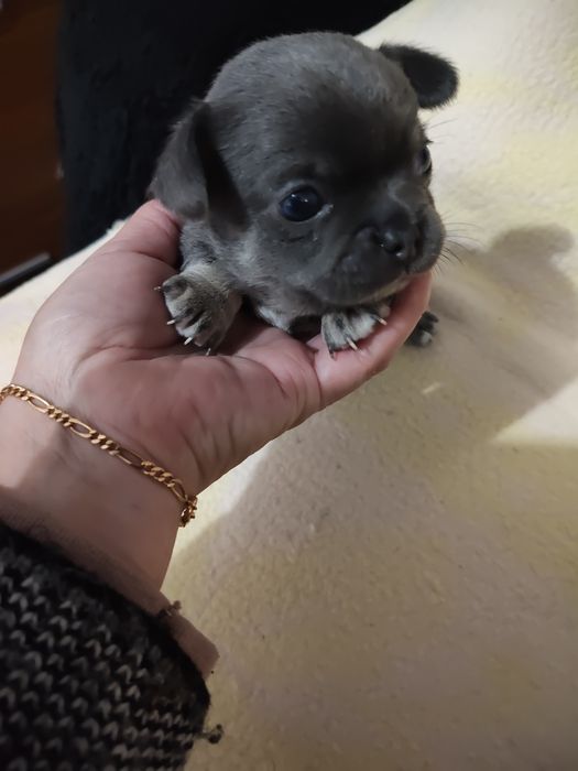 Chihuahua menino