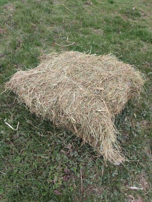 Сіно в тюках (лугове, канареечник (двукисточник))