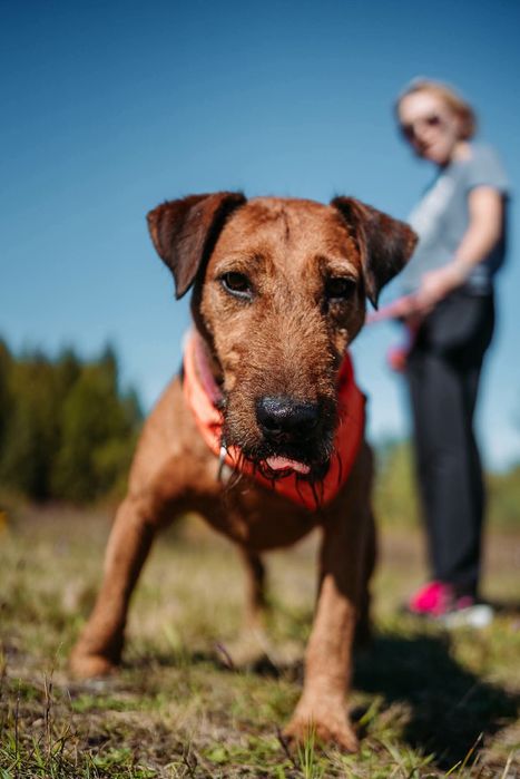 Mix terier irlandzki Dingo szuka domu