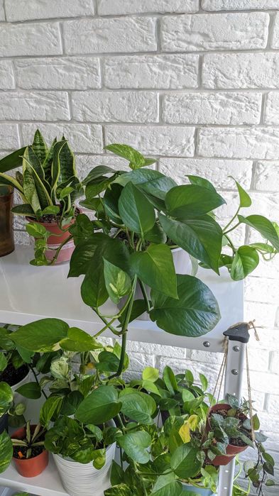 Сциндапсус епіпремнум  Марбл Квін  Глобал Грін Голден Марбл Квин Потос