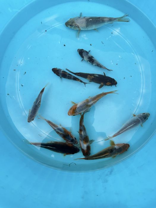 Carpa koi criação 2024