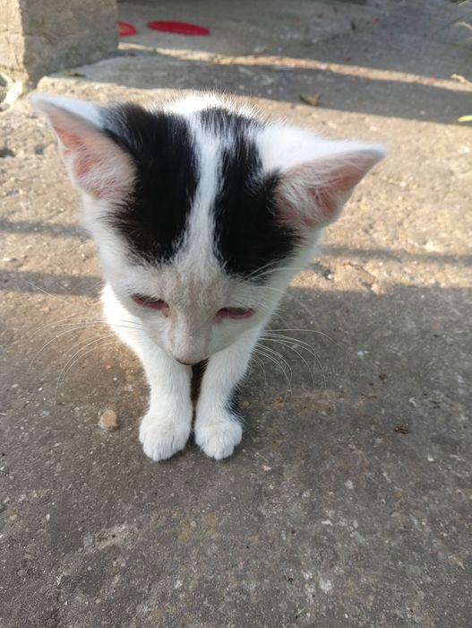 Oddam kotki tylko w dobre ręce