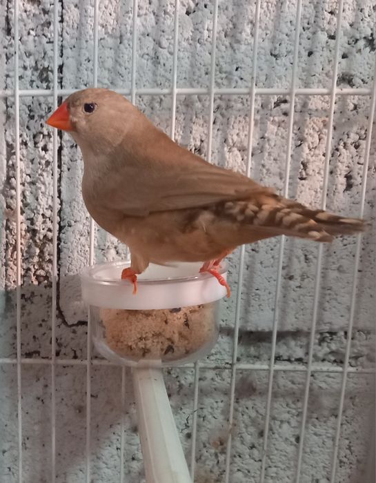 Vários mandarins de várias mutações.
