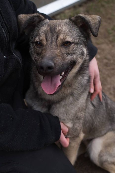 Гарний песик шукає родину