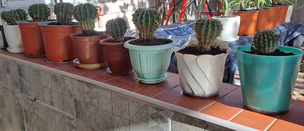 Продам кактуси Ребуція трубкоцвітні.