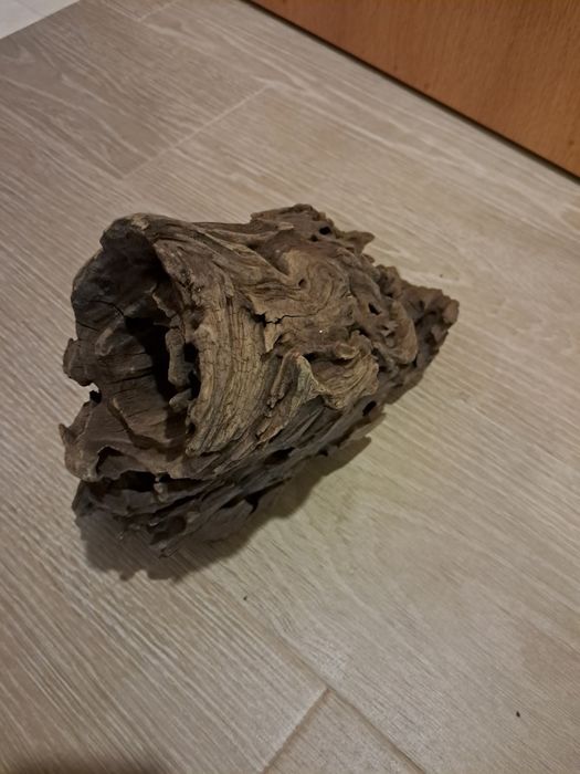 Tronco Dragon wood