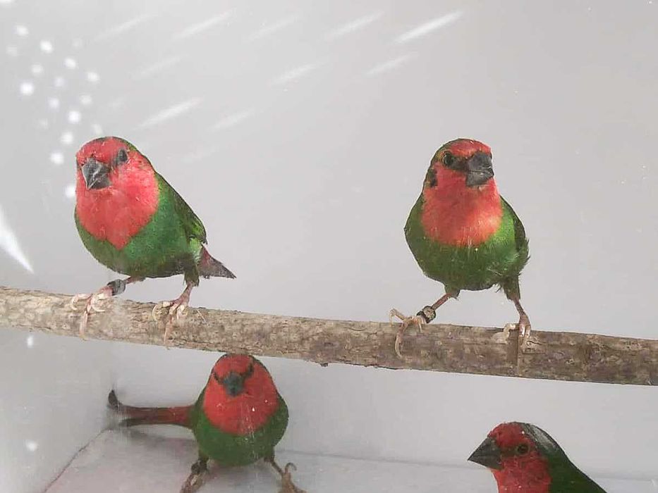 Papuziki czerwonolice