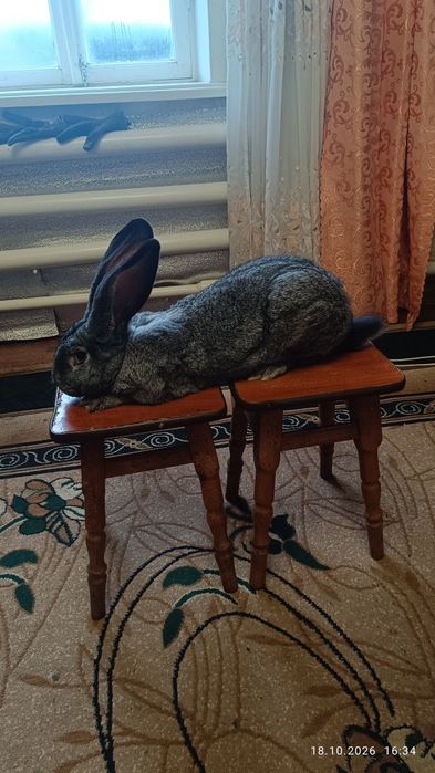Сірий великан кролик
