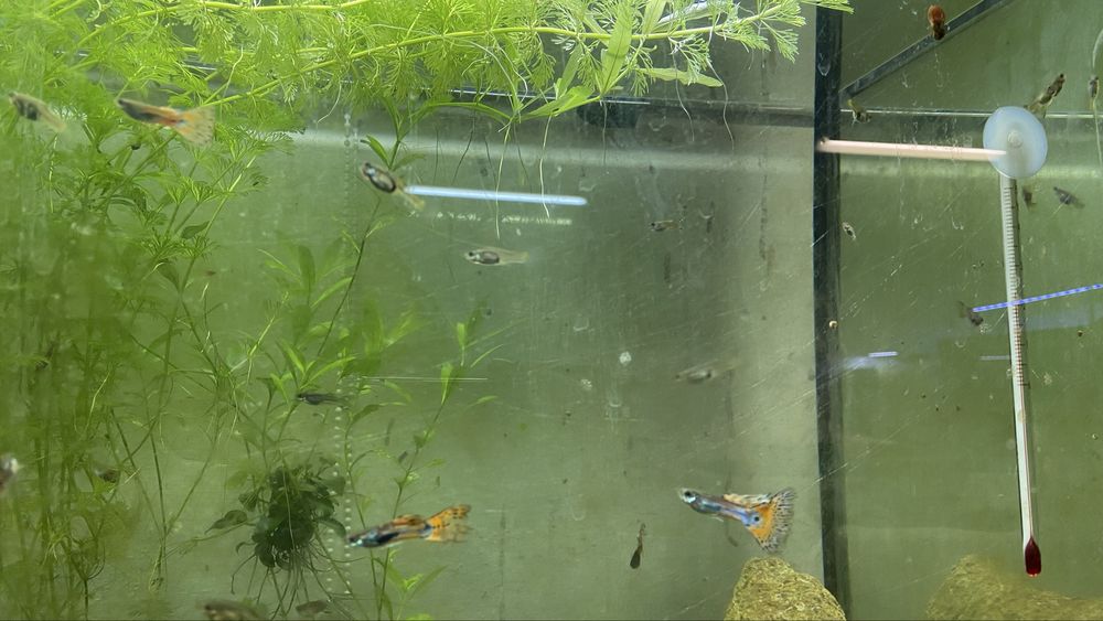 Guppys sortidos