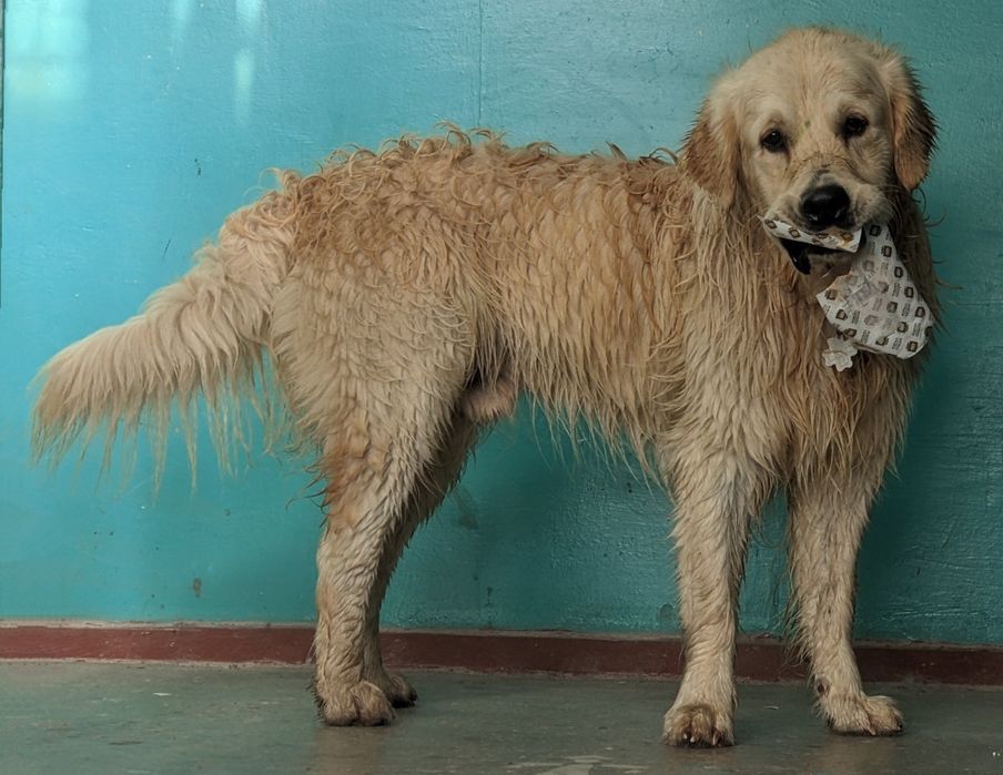 Золотистий ретривер шукає дівчинку!