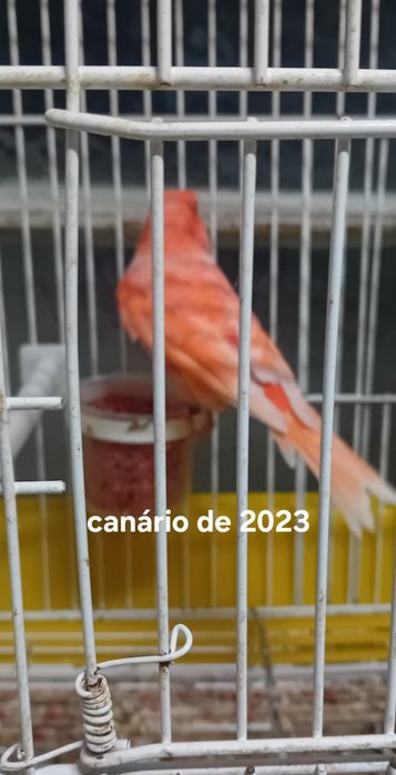 Canários de vermelho de 2023