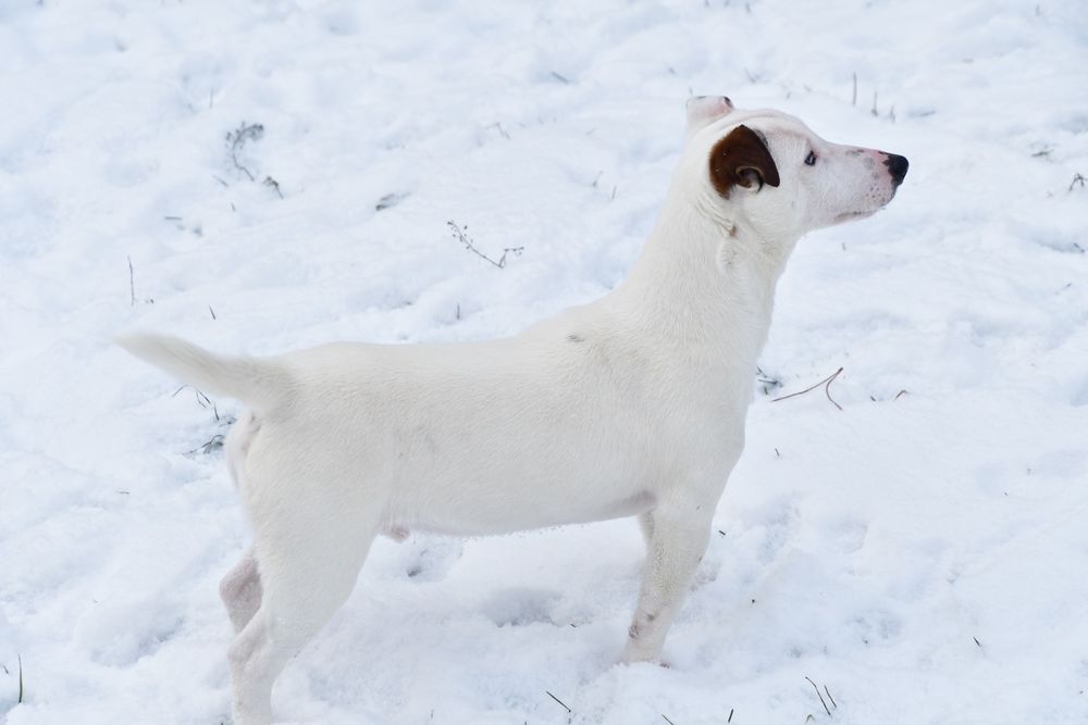 Śliczny piesek Jack Russell Terrier!