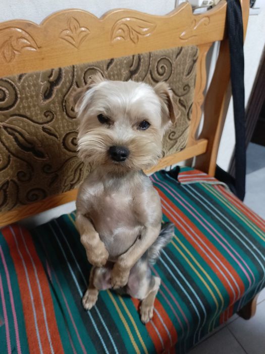 Йоркширський Терьер Запрошує подружку на В'язку