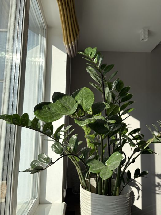 Цветок Замиокулькас 100 см в белом вазоне