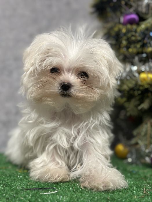 Щенок мальтийской болонки