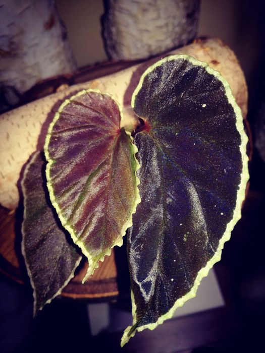 Begonia Darthvaderiana RZADKOŚĆ kolekcjonerska nie variegata monstera filodendron