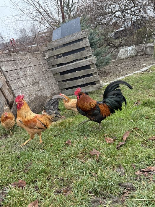 Sprzedam Koguta liliput