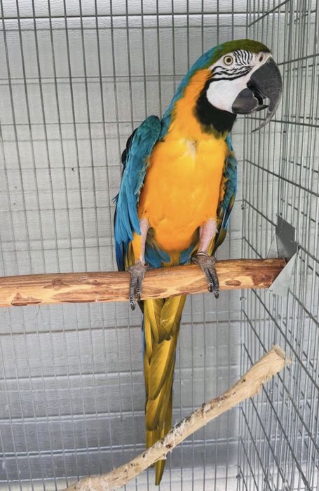 Macho Arara Araruana Adulto
