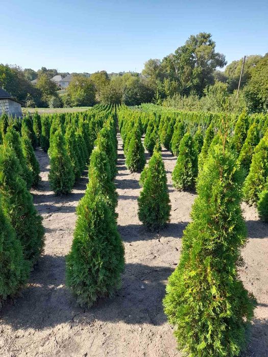Саджанці хвойних рослин. Туя західна Смарагд, Глобоза, Даніка, ялинка