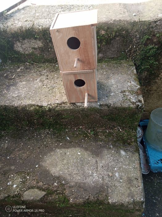 Ninhos de piriquitos