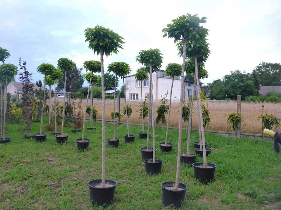 xxl CATALPA surmia NANA szczepiona kula 200 220cm katalpa na pniu