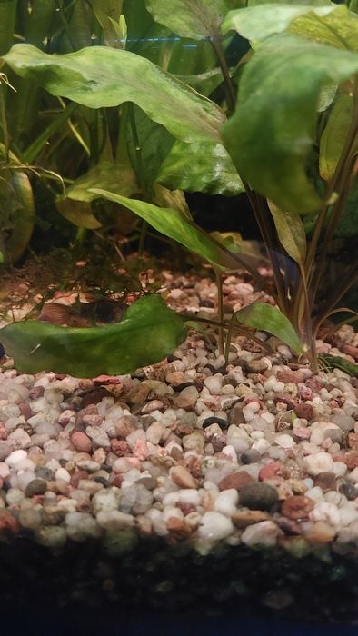 Cryptocoryne pontederiifolia