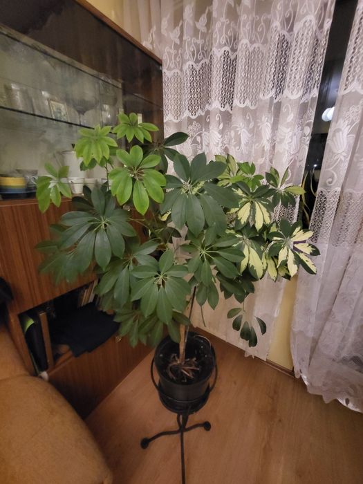 Sprzedam monstera dracena  Palma Szaflara aloes clusia fikus