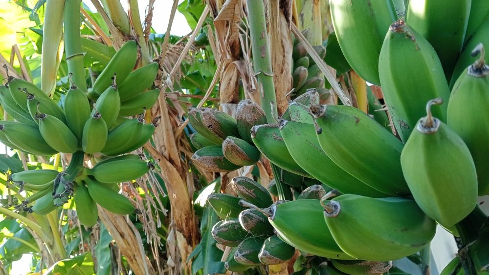 Bananeira maçã vários preços e tamanhos