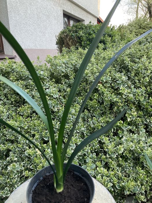 Kwiaty doniczkowe kliwia, szabla, dracena, juka