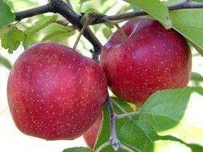 Саджанці яблуні. Опт/роздріб