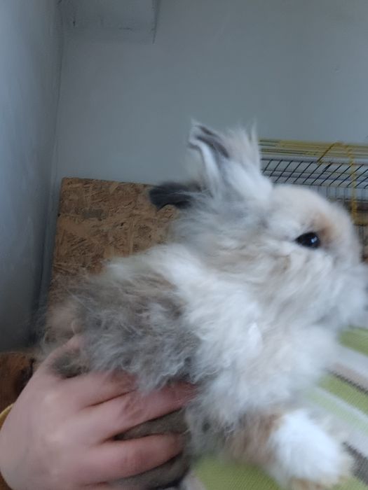 Карликовi декоративнi кролики вакцинованi