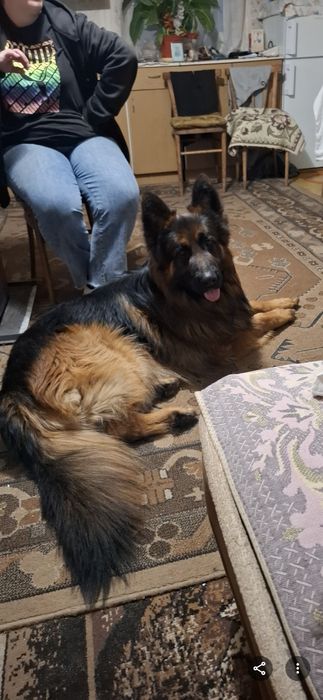 Owczarek niemiecki  długowłosy