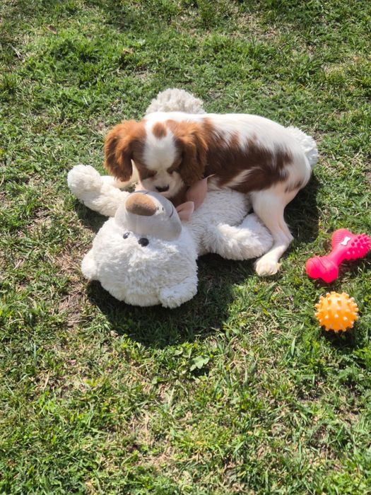 Cavalier King Charles Spaniel - piesek z kompletem szczepień