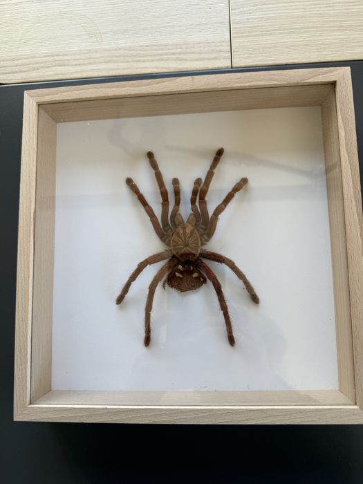 Wylinka pająka w gablocie