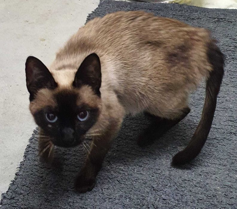 Gatinha siamesa muitooooo meiguinha