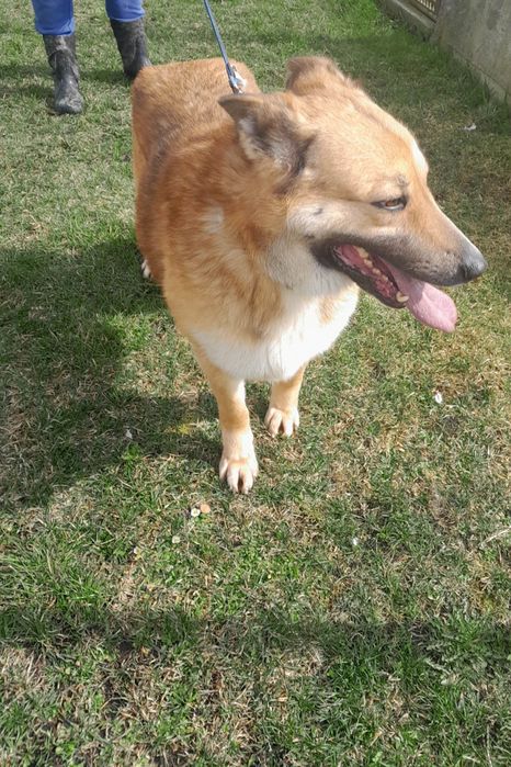 Mary sunia do adopcji