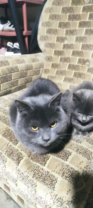 Шотланскі кошенята