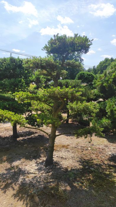 Piękne, formowane drzewa i krzewy ozdobne Bonsai i inne. Sosna, Cis, Tuja, Niwaki. Ogród