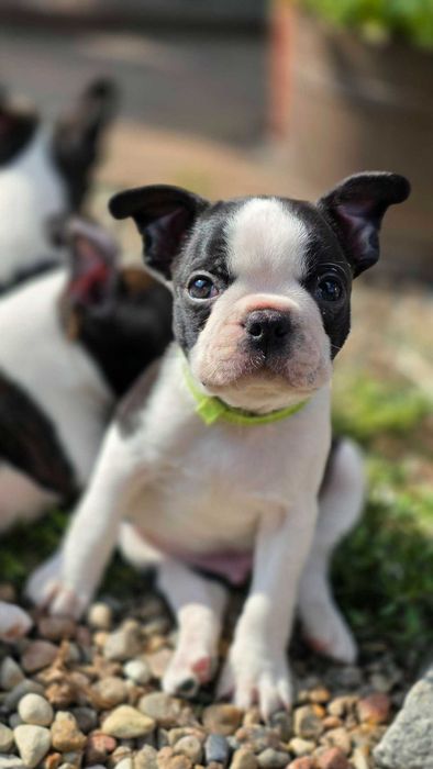 Boston terrier  zapowiedź miotu