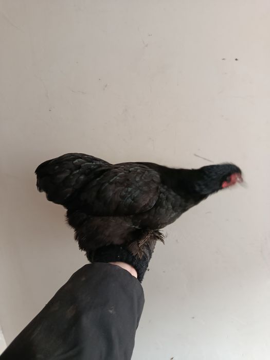 Кокинхинчики инкубационное яйцо