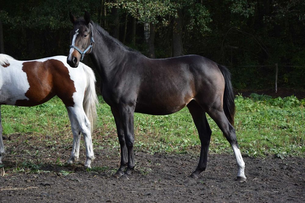 1,5 roczna klacz po Stakkato Cornet