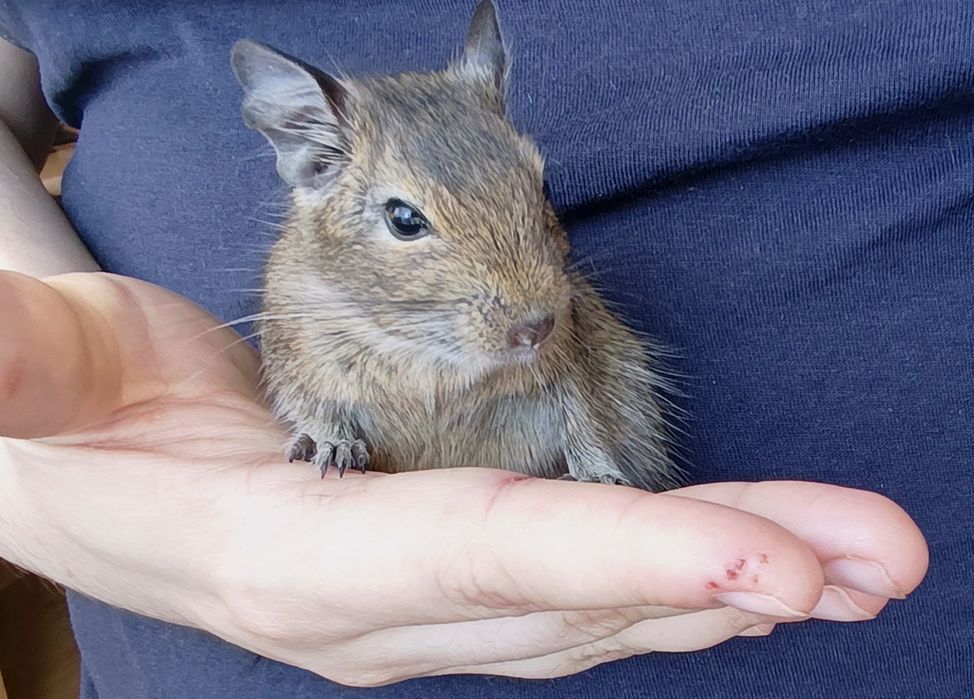 Koszatniczki - 3 samce - 50zl/szt