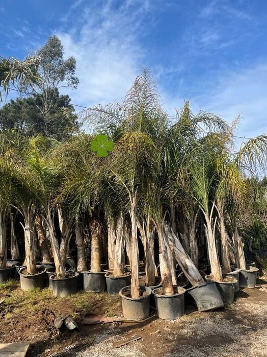 Coqueiros a partir de 1 metro de tronco! Palmeiras / Coqueiro / Jardim