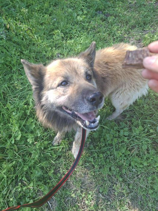 Oddam za darmo-  Przytulaśny Puszek szuka domu