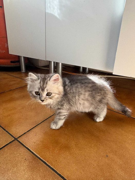 Gatinho bébé British Longhair Silver